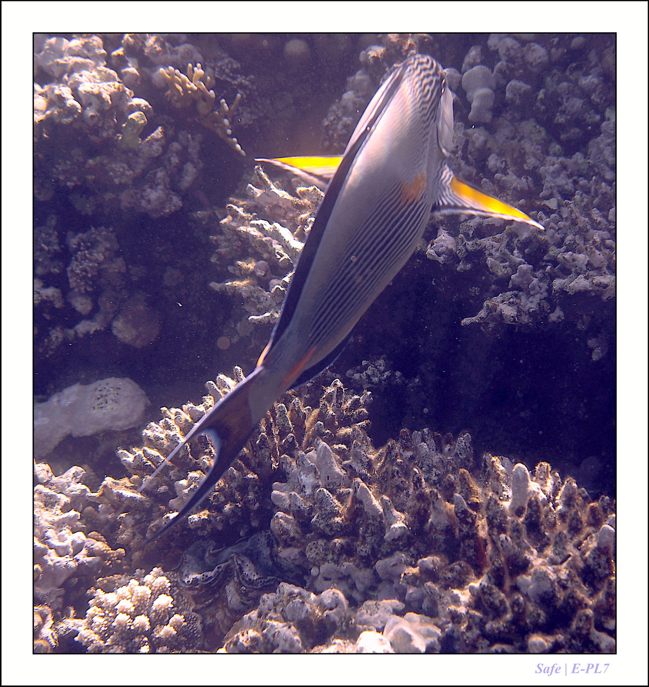 2023 - 03 - Charm El Sheikh - 50